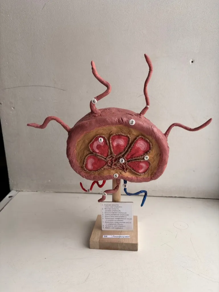 «Лимфатический узел».jpg