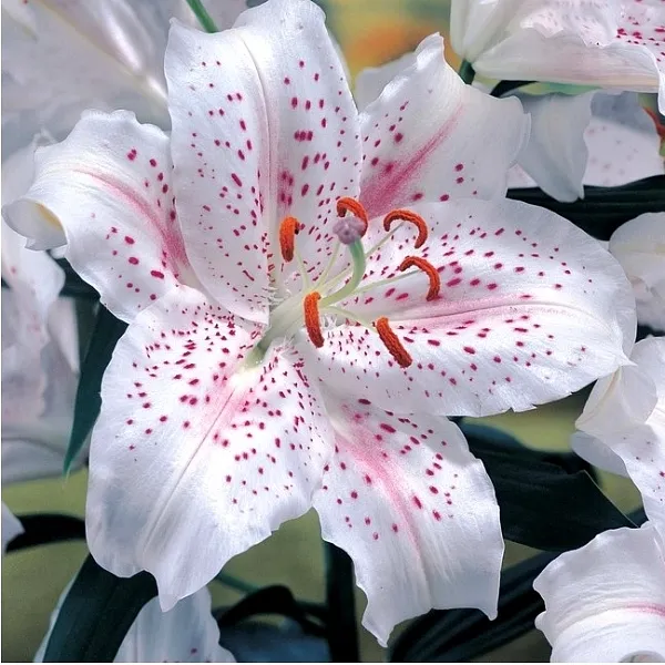 Олимпиада на кафедре физиологии