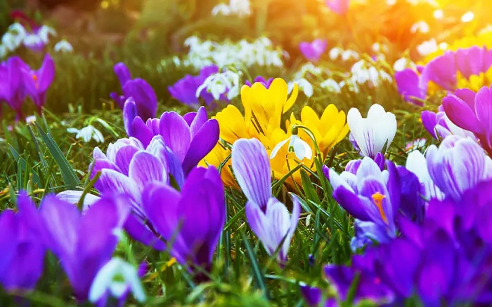 ПУСТЬ РАСЦВЕТАЮТ ВСЕ ЦВЕТЫ