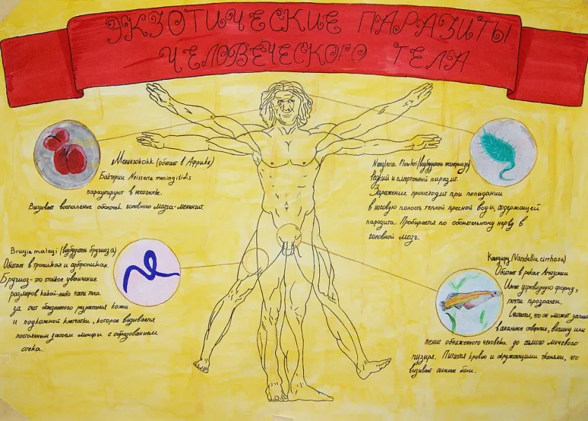 Учебно-научные конференции по медицинской паразитологии на кафедре биологии Учебно-научные конференции по медицинской паразитологии на кафедре биологии